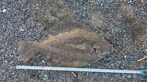 マツカワの釣果