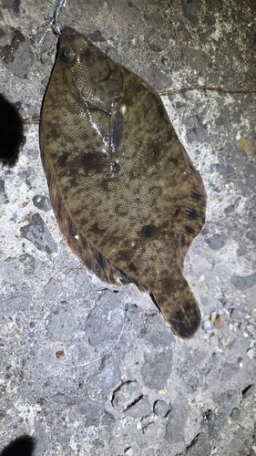 クロガシラガレイの釣果