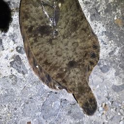 クロガシラガレイ