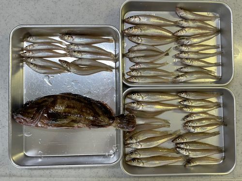 シロギスの釣果