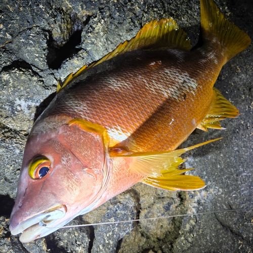 シブダイの釣果