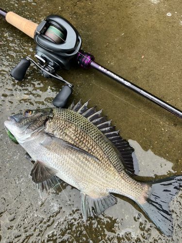 クロダイの釣果
