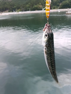 サバの釣果