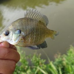 ブルーギル