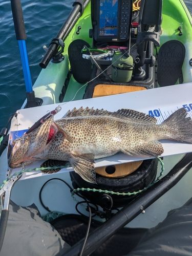 オオモンハタの釣果