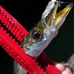 カマス