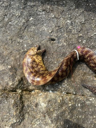 ウツボの釣果