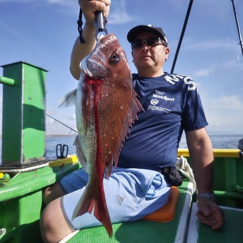 マダイの釣果