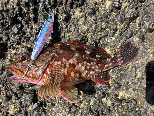 カサゴの釣果