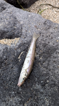 キスの釣果
