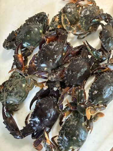イシガニの釣果