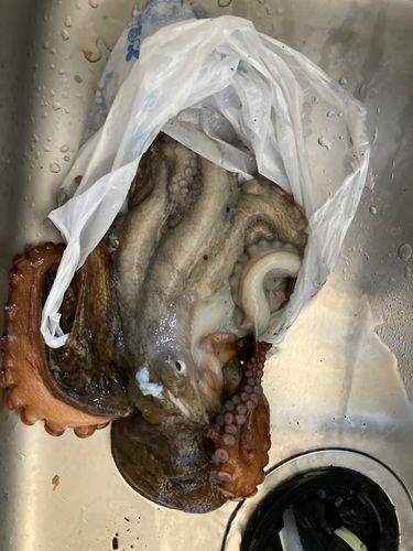 タコの釣果