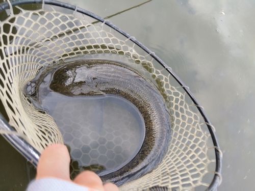 ライギョの釣果