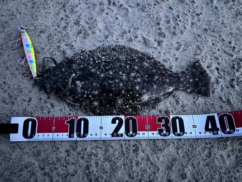ヒラメの釣果