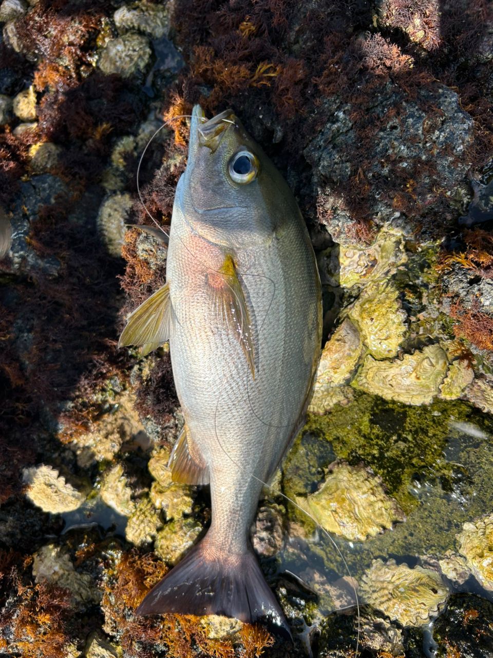 angler NTOさんの釣果 1枚目の画像