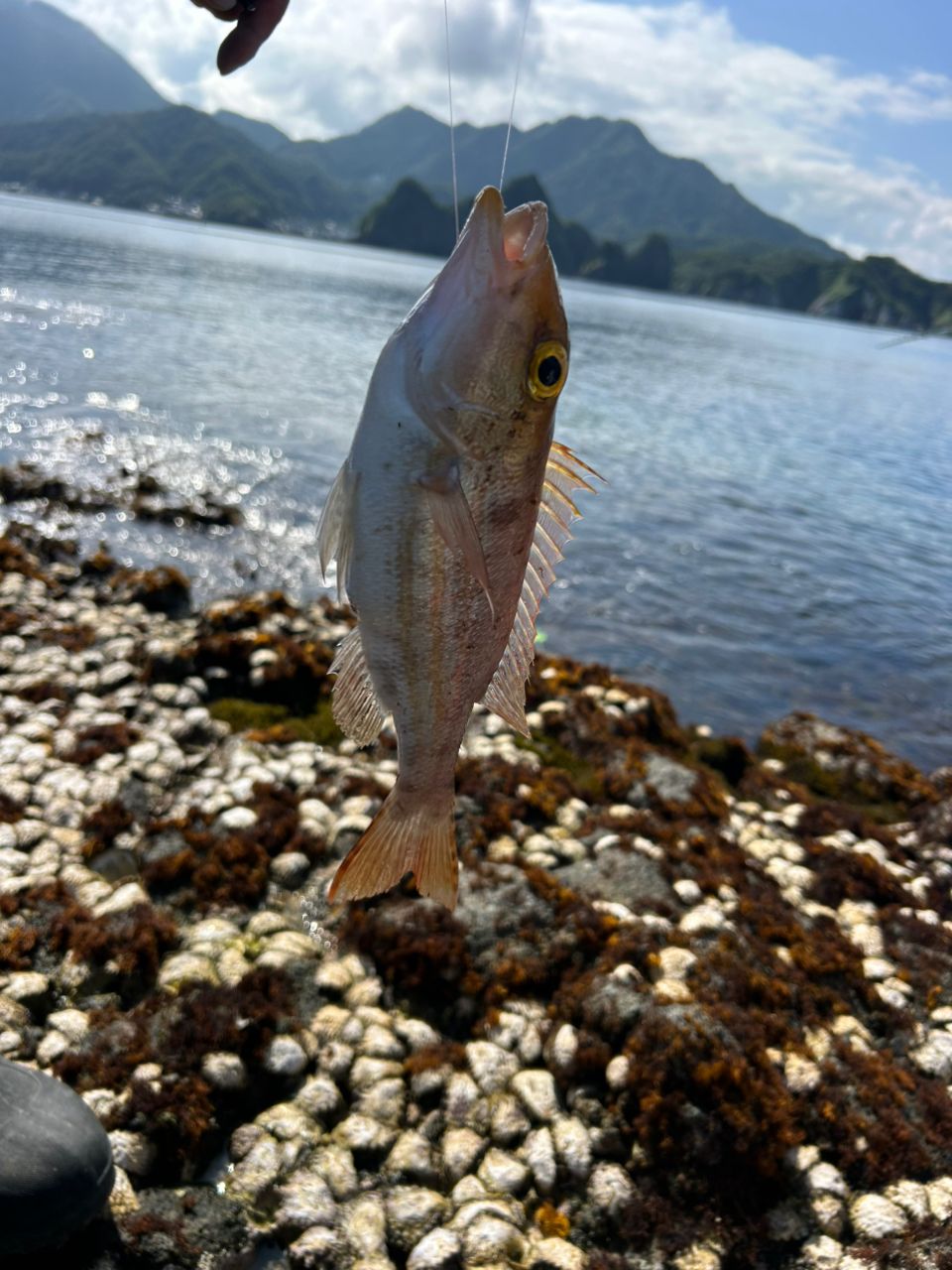 angler NTOさんの釣果 2枚目の画像