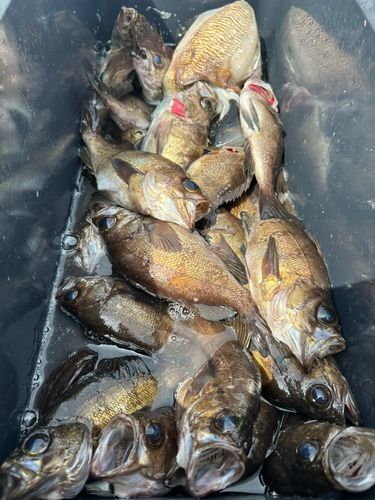 メバルの釣果