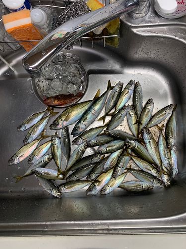 アジの釣果