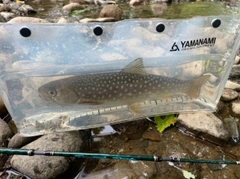 エゾイワナの釣果
