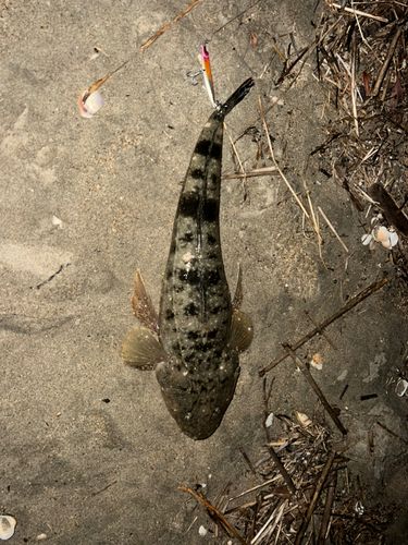 マゴチの釣果
