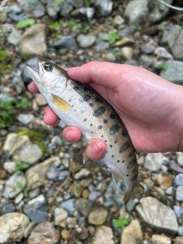 ヤマメの釣果