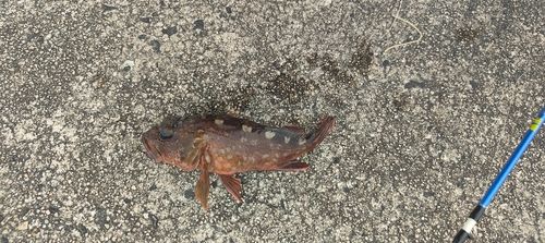 キジハタの釣果