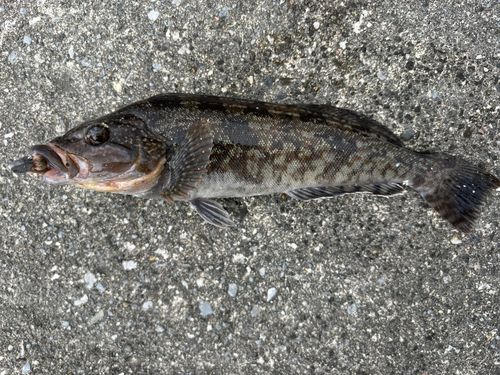 アイナメの釣果