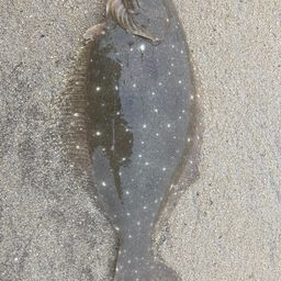 ヒラメ