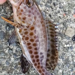 オオモンハタ