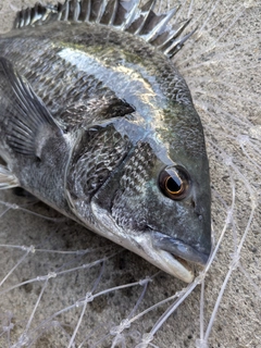 クロダイの釣果