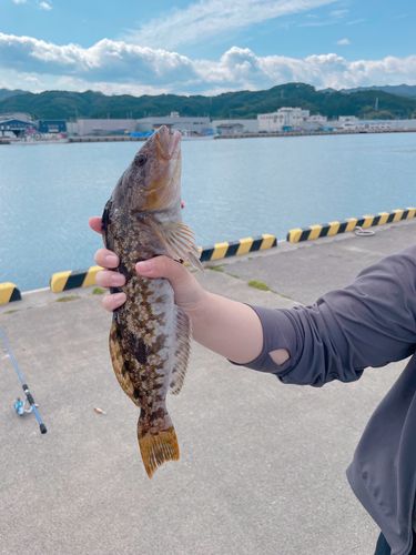 アイナメの釣果