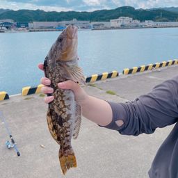 アイナメ