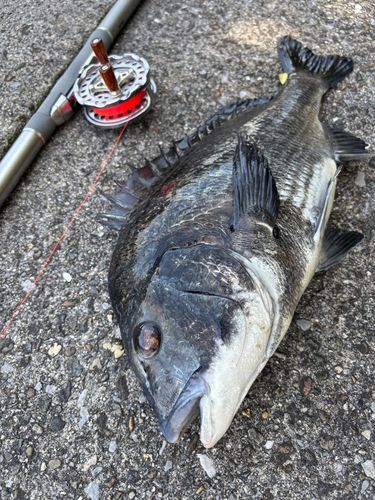 チヌの釣果