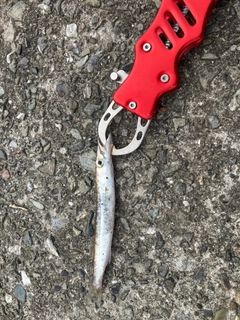 カマスの釣果