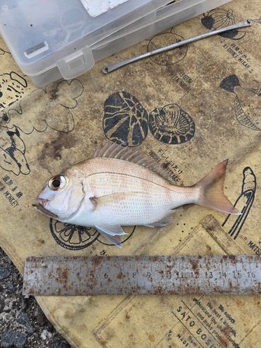 タイの釣果
