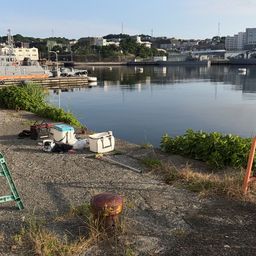 クロダイ