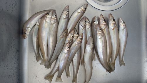 シロギスの釣果