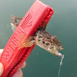 アジ