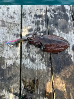 コウイカの釣果