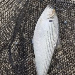 コノシロ