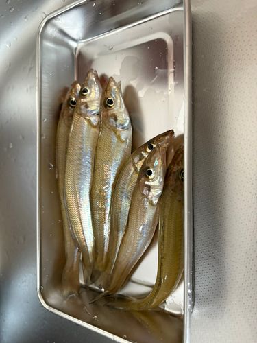 キスの釣果