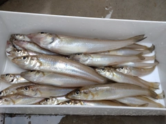 キスの釣果