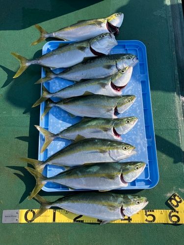 ハマチの釣果