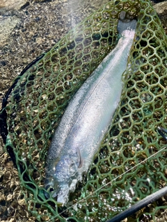 ニジマスの釣果