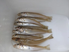 キスの釣果