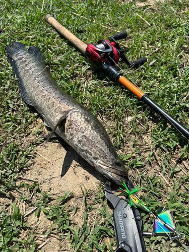 ライギョの釣果