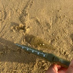 シタビラメ