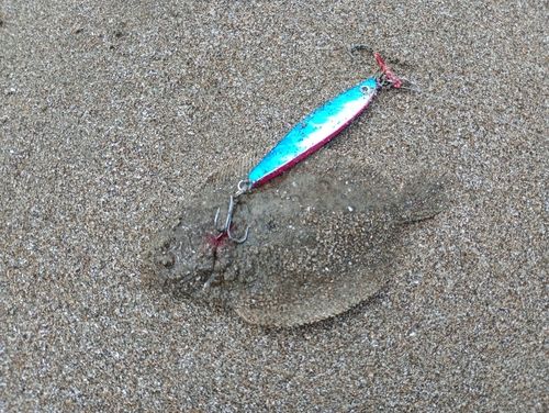 ソゲの釣果