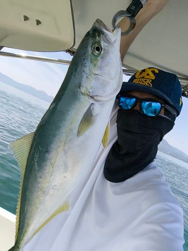 メジロの釣果