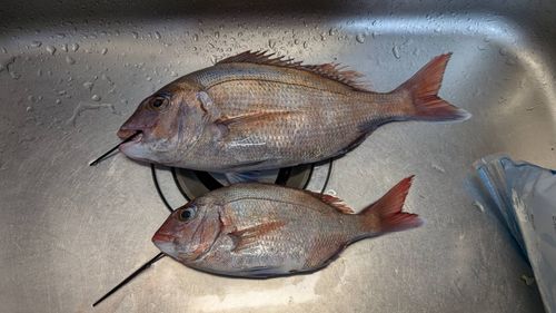 タイの釣果